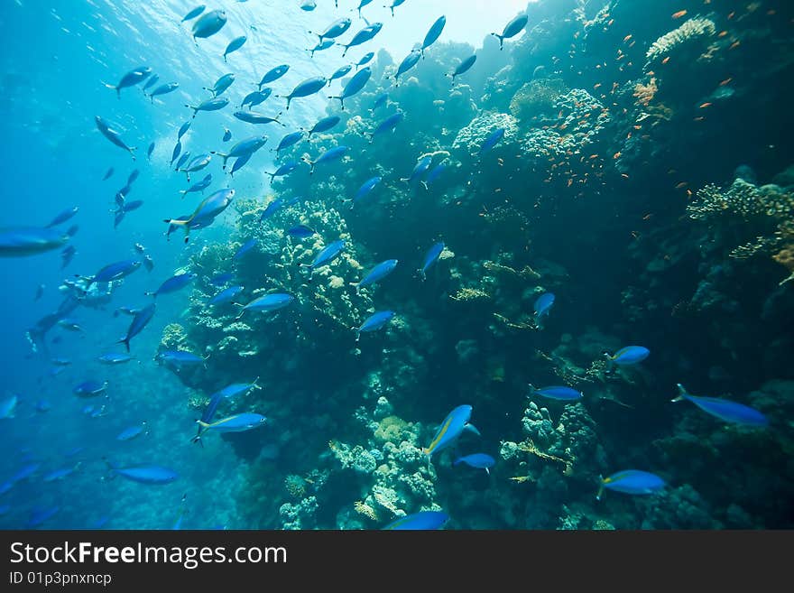 Coral and fish taken in the red sea.