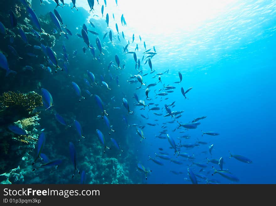 Coral and fish taken in the red sea.