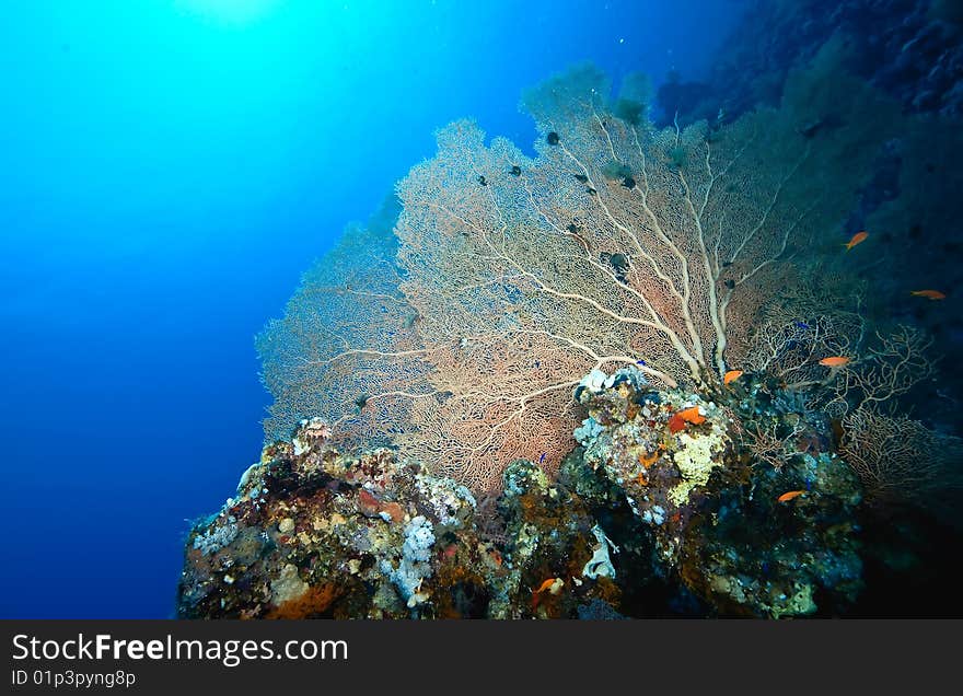 Coral and fish taken in the red sea.