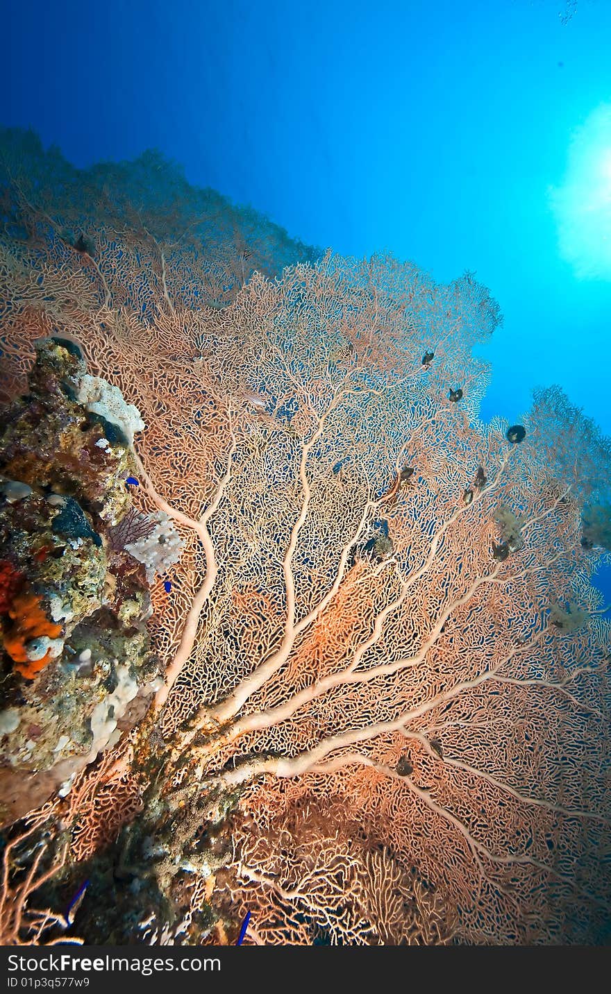 Coral and fish taken in the red sea.