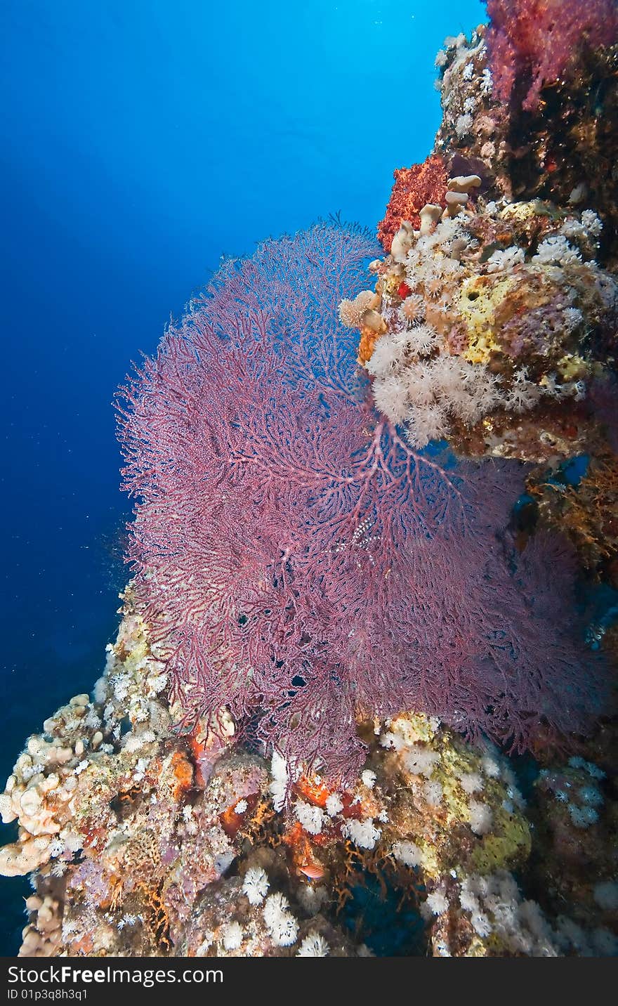 Coral and fish taken in the red sea.