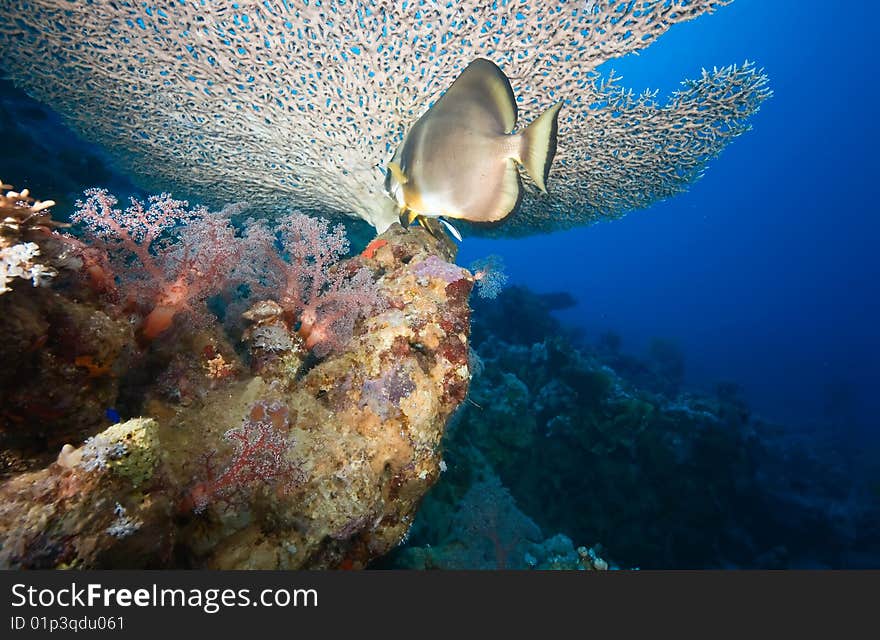 Coral and spadefish taken in the red sea.