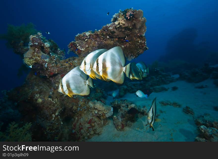 Coral and spadefish taken in the red sea.