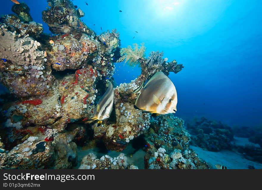 Coral and spadefish taken in the red sea.