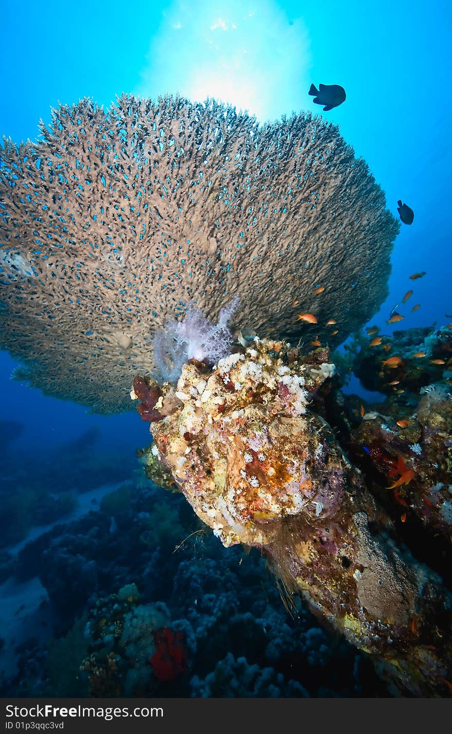 Coral and fish taken in the red sea.