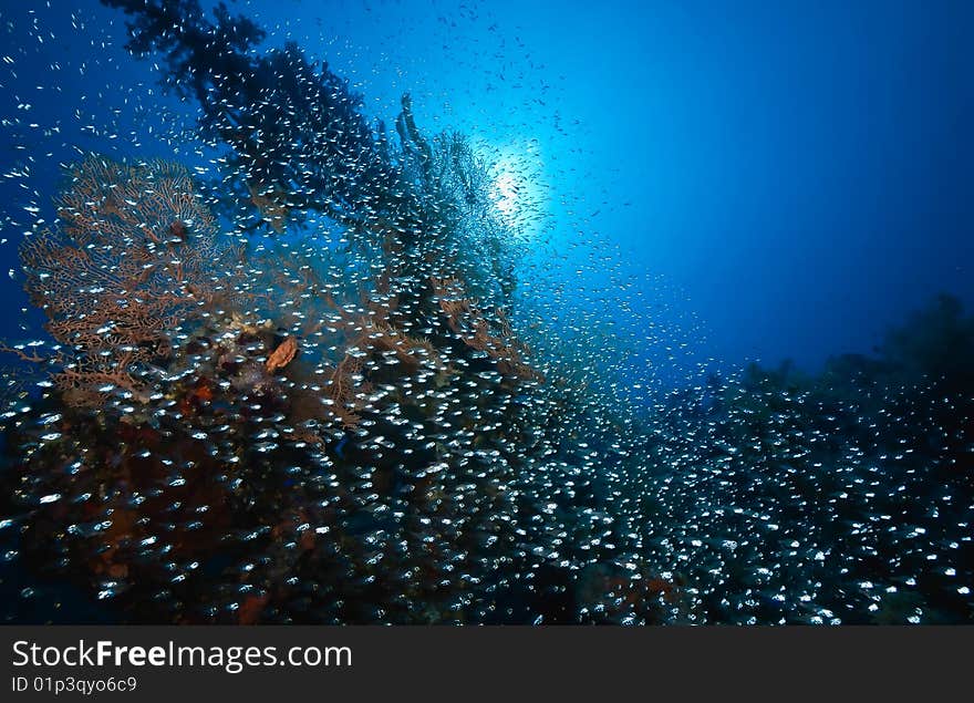 Coral and fish taken in the red sea.