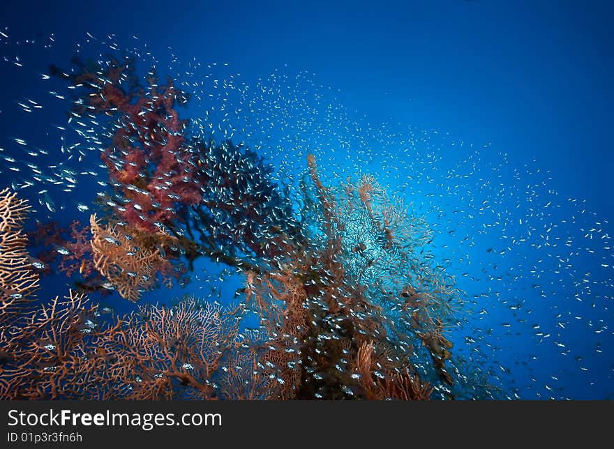 Coral and fish taken in the red sea.