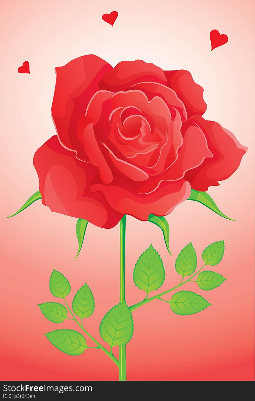 Elegance red rose, vector illustration