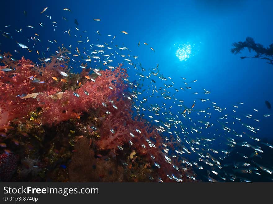 Coral and fish taken in the red sea.