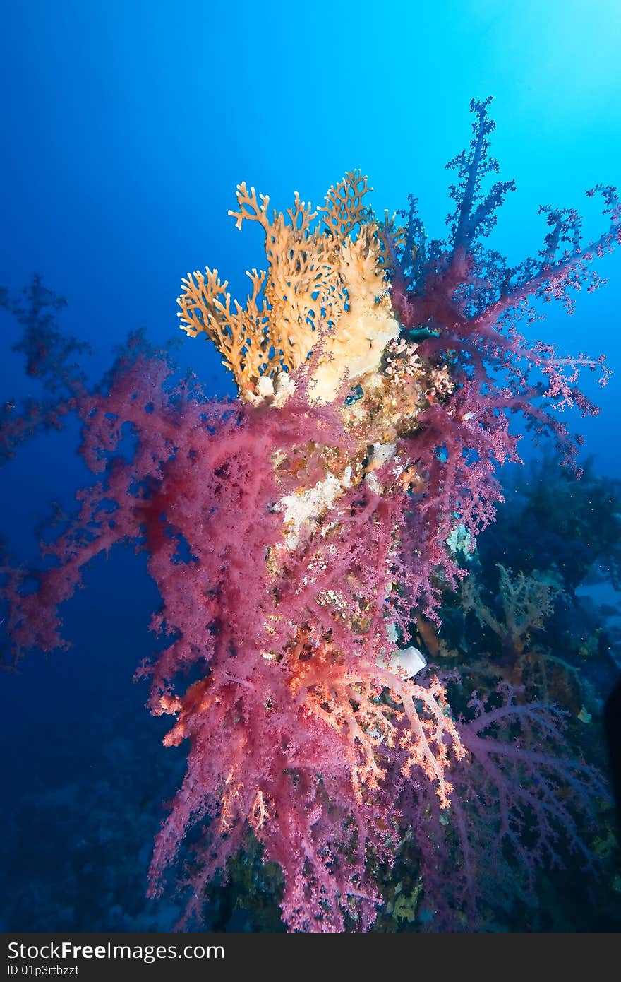 Coral and fish taken in the red sea.