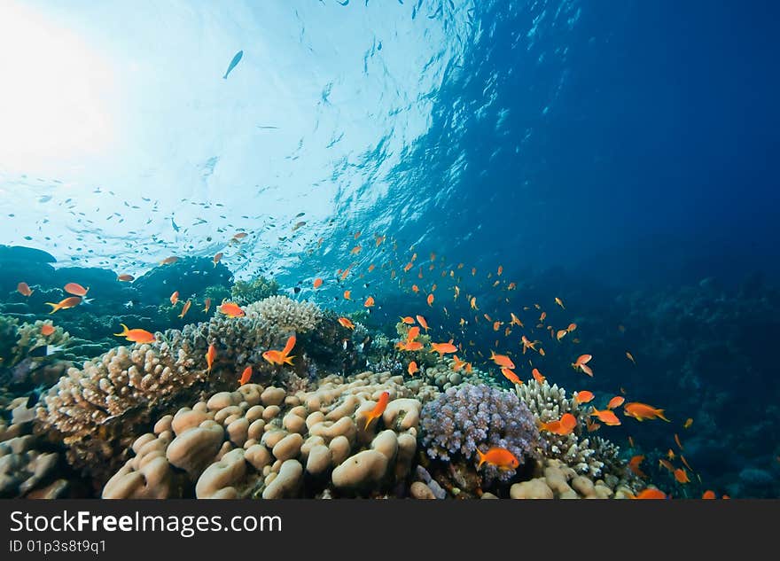 Coral and fish taken in the red sea.