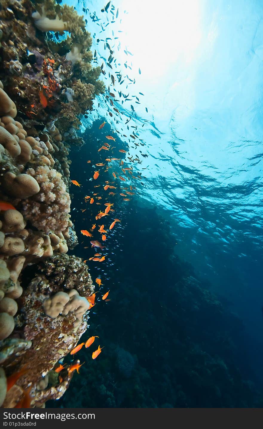 Coral and fish taken in the red sea.