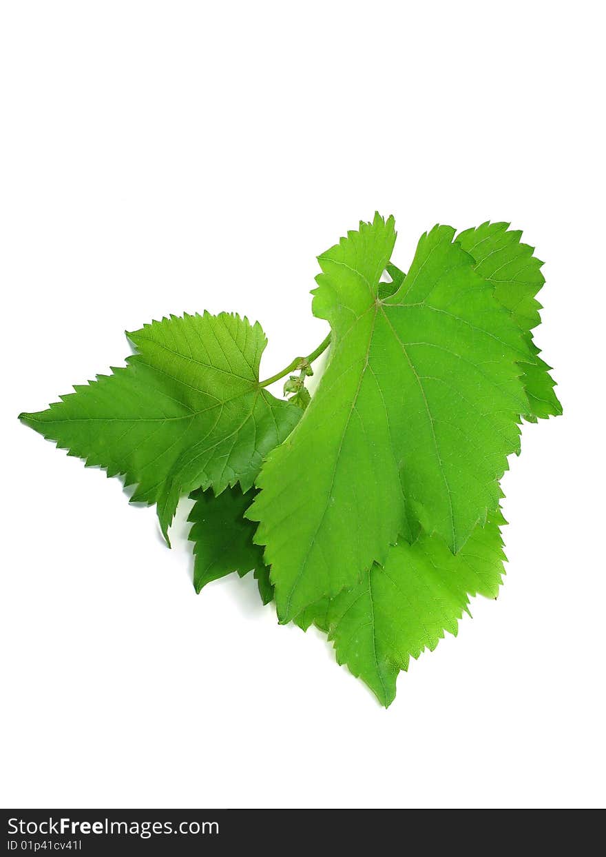 Green grape leaves isolated over white background