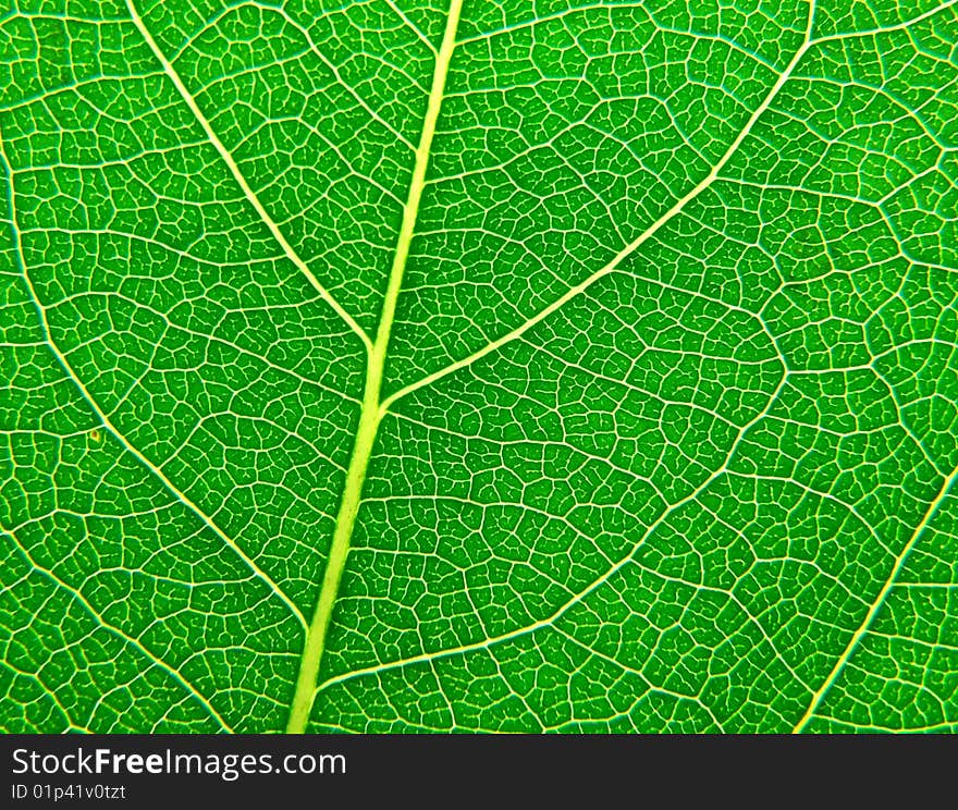 Leaf texture line on background. Leaf texture line on background