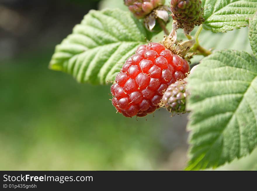 Red Tayberry on green natural background.