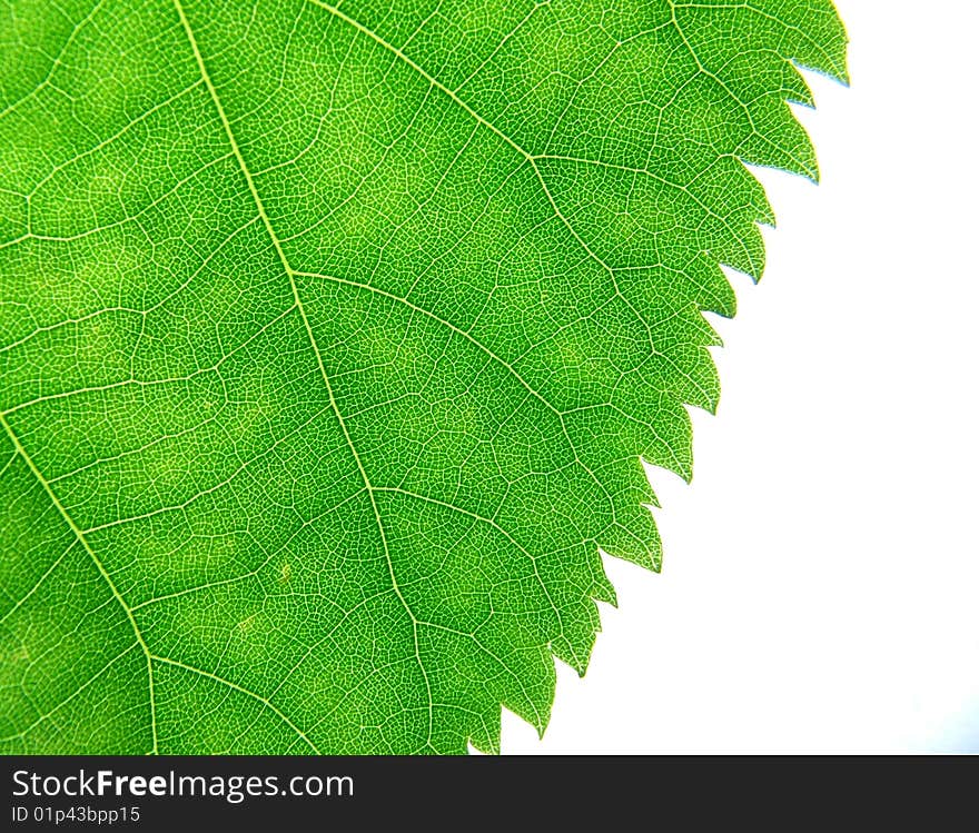 Green leaf with lines textures on the white background. Green leaf with lines textures on the white background