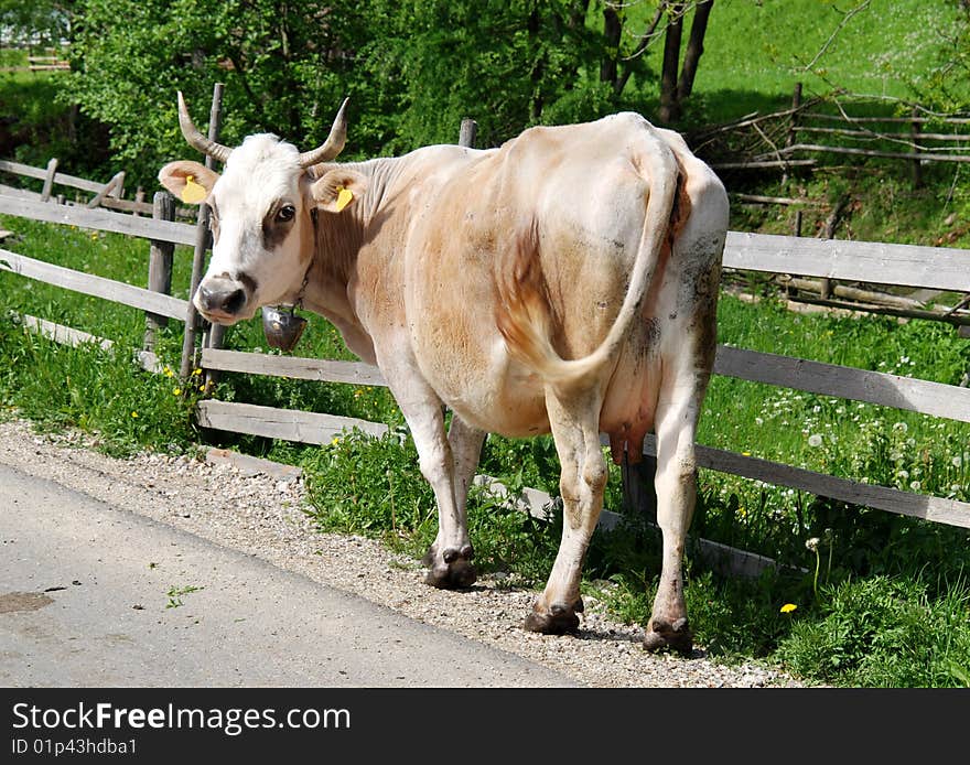 Romanian cow on a mountain village road.