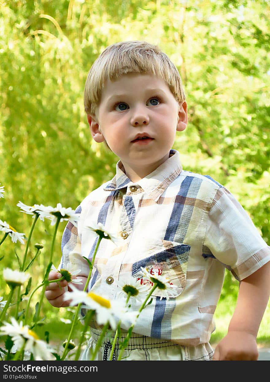 Little boy picking flowers (white field). Little boy picking flowers (white field)