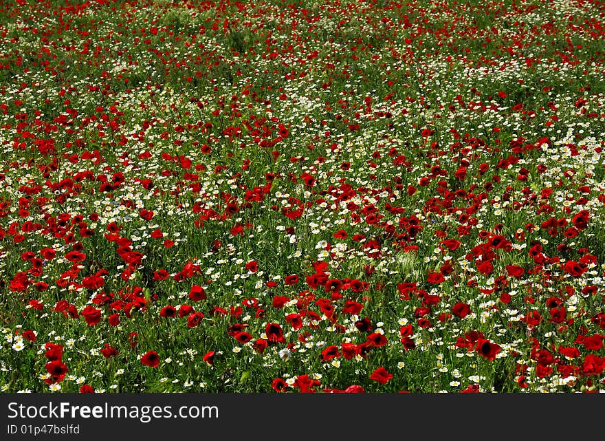 Poppy Field