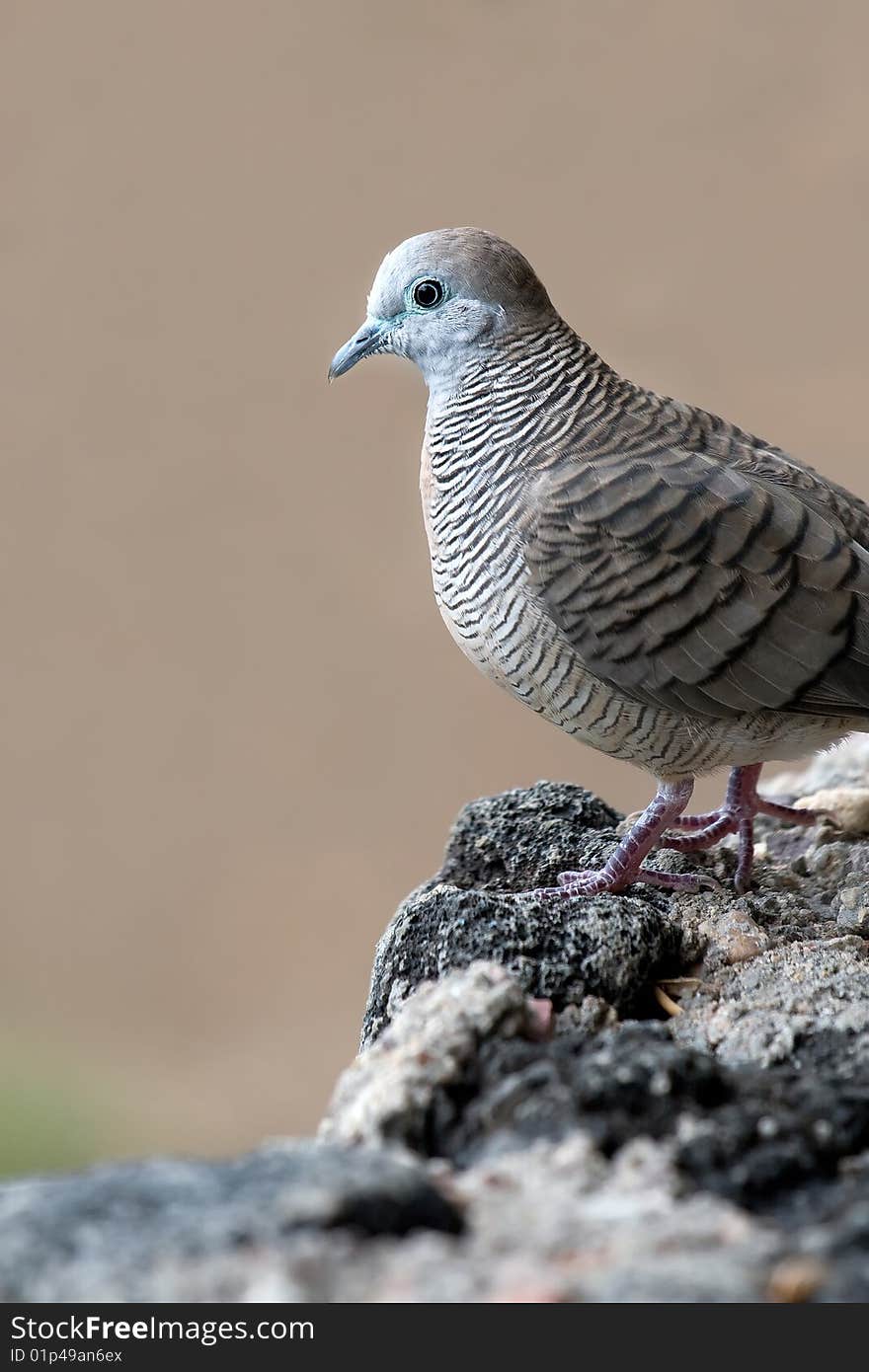 Dove on a Rock