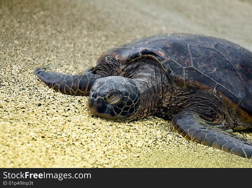 Sleeping turtle in Big Island, Hawaii