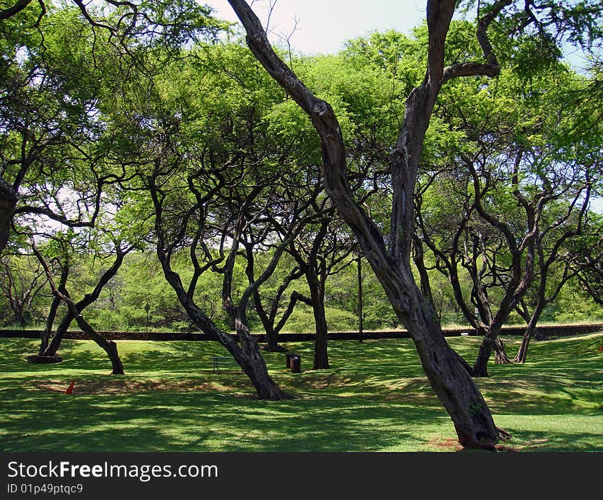 Nice Park With Huge Number Of Olive Trees