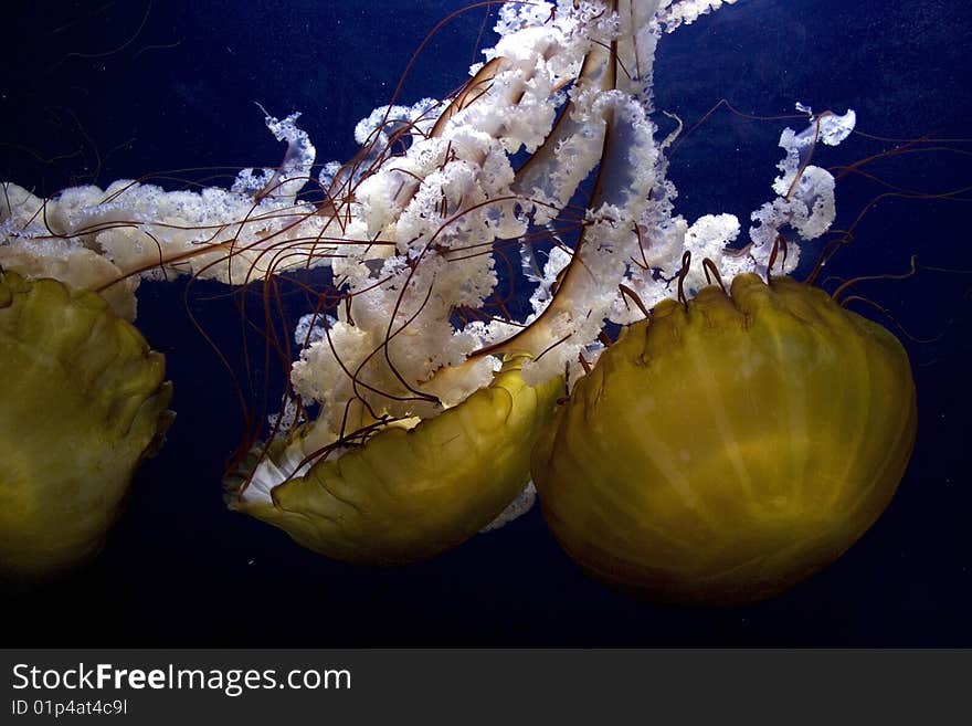 Several medusas in aquarium