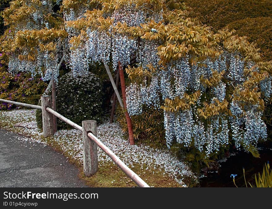 Blooming bud in a japanese garden