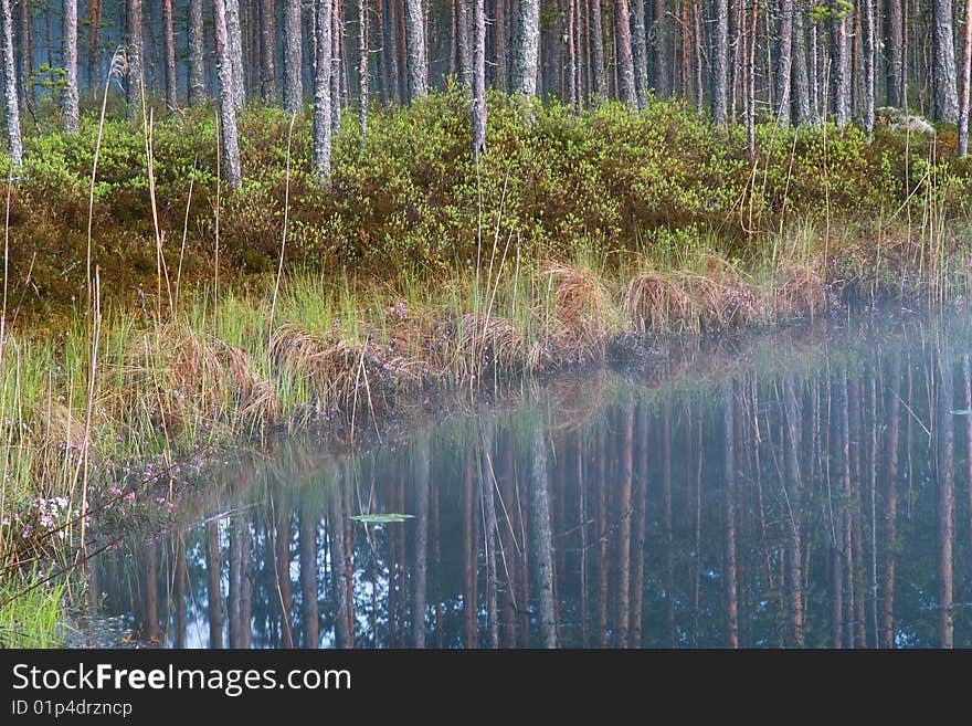 The small lake with pine trees in the mist. The small lake with pine trees in the mist.