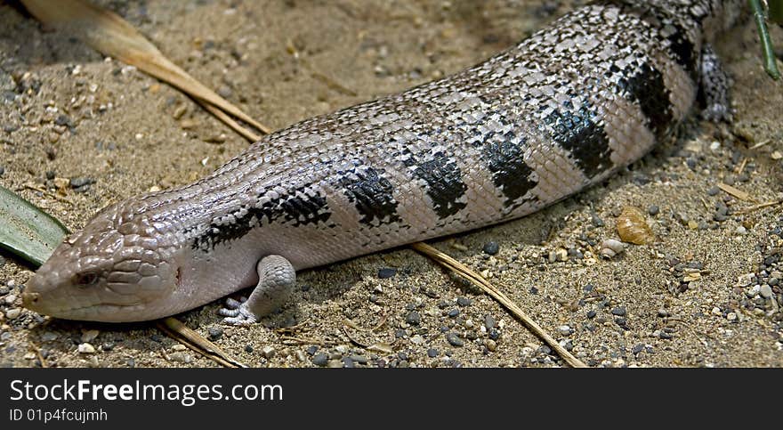 Blue tongue skink 1