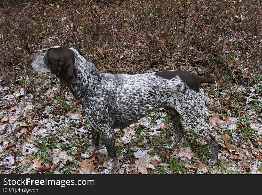 A camouflaged German Short Haired Pointer