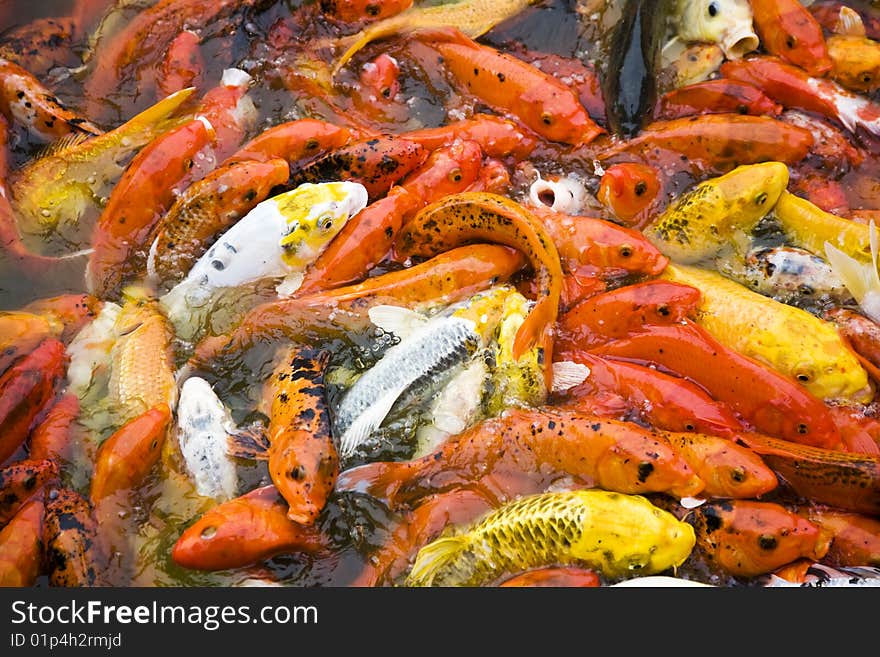 Orange fish background. Fish in a pool