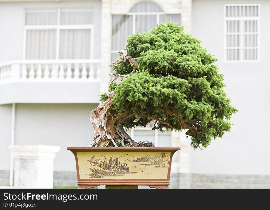 A bonsai of banyan in pot