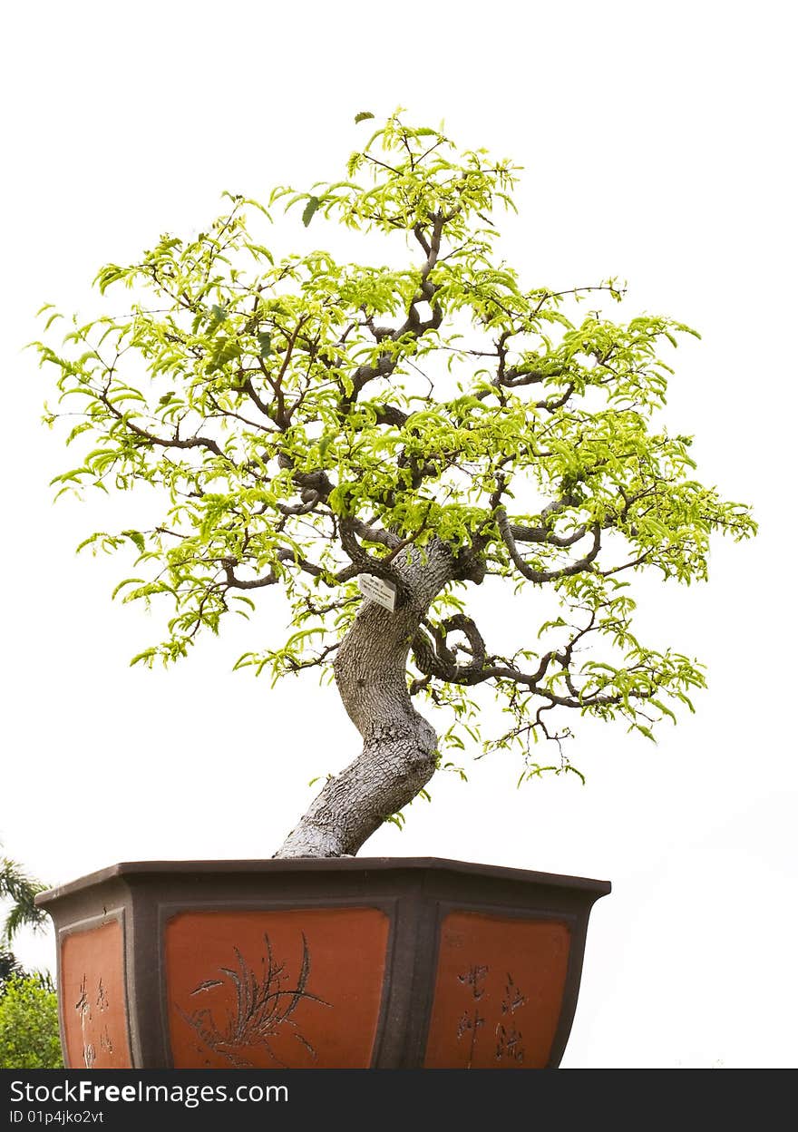 A bonsai of banyan , in  pot