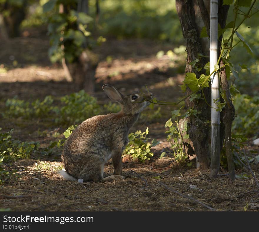 Rabbit in the morning make collation. Rabbit in the morning make collation