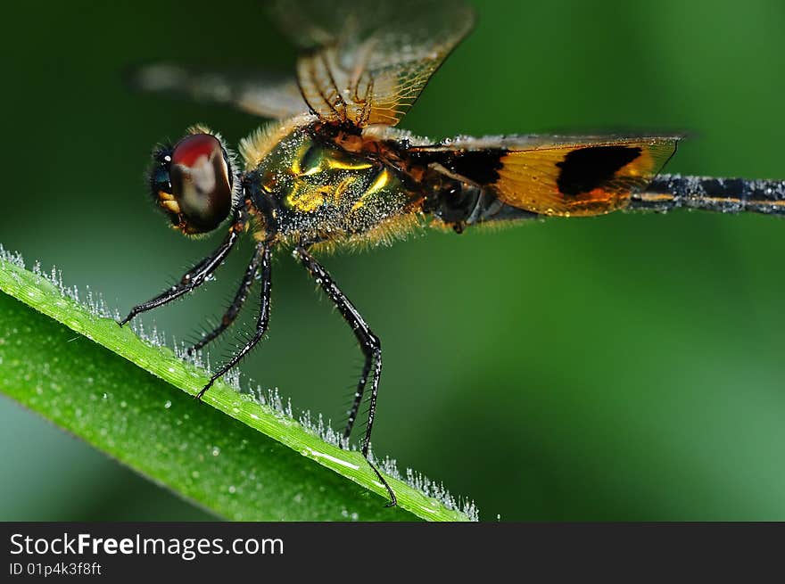 Dragonfly and dew in the parks