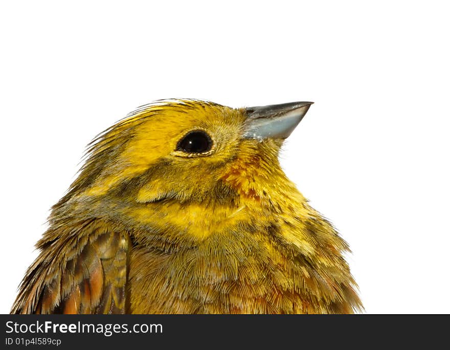 Birds of Europe. The Yellowhammer male) close-up isolated. Birds of Europe. The Yellowhammer male) close-up isolated.