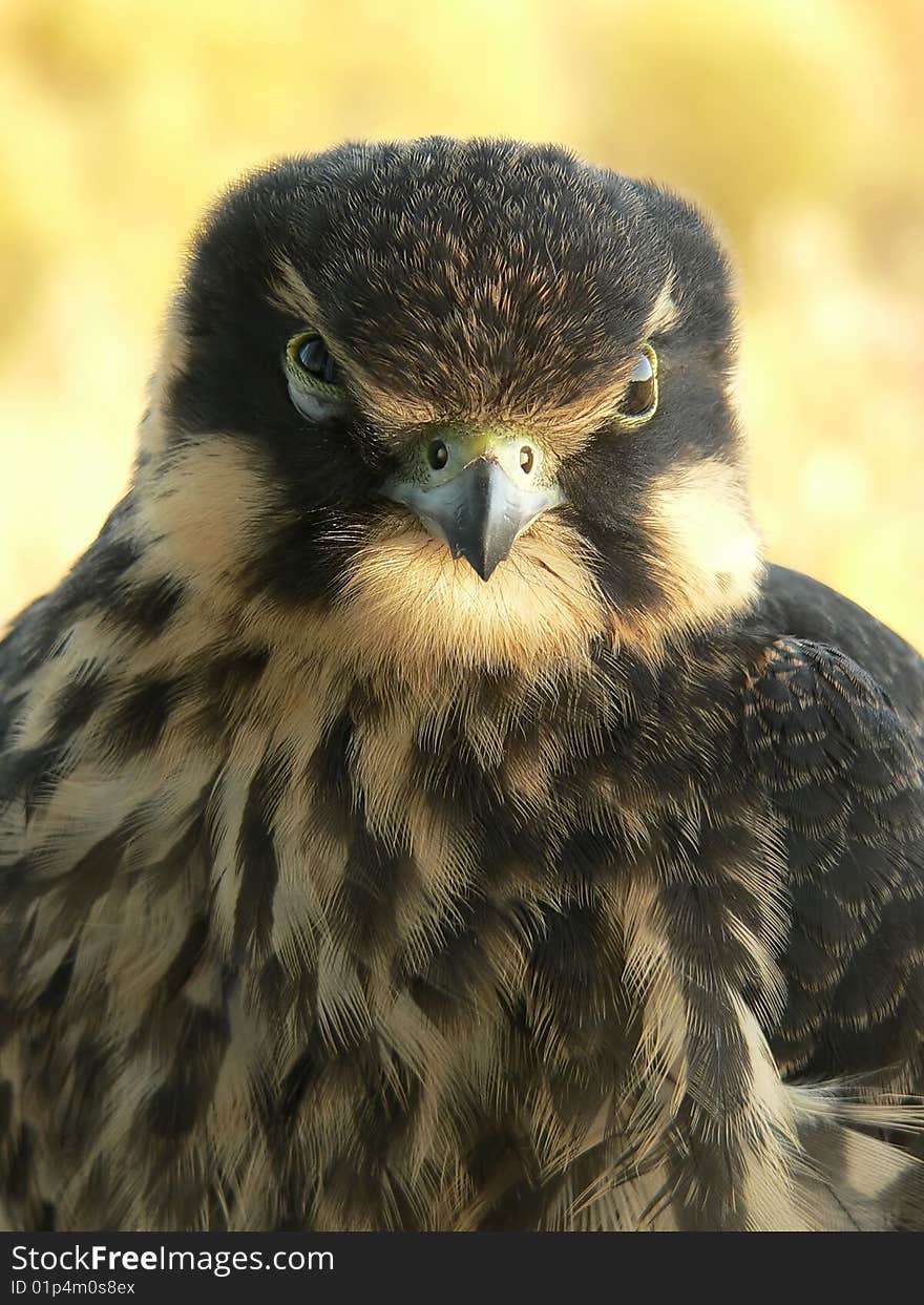 The young hobby falcon close-up.