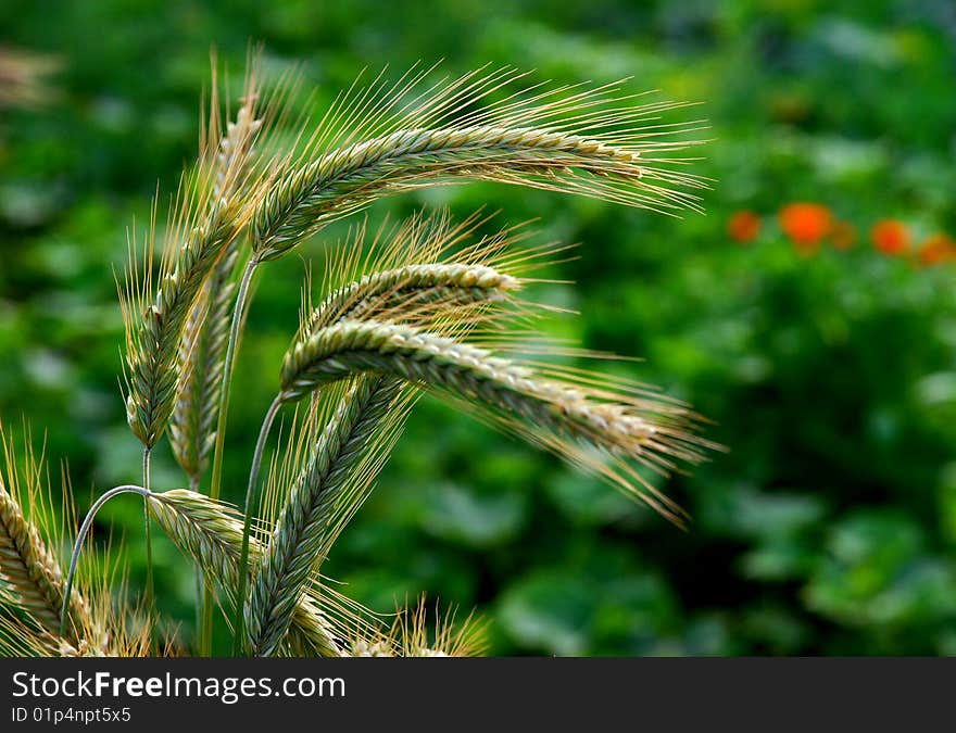 Cereal spikes with green grass