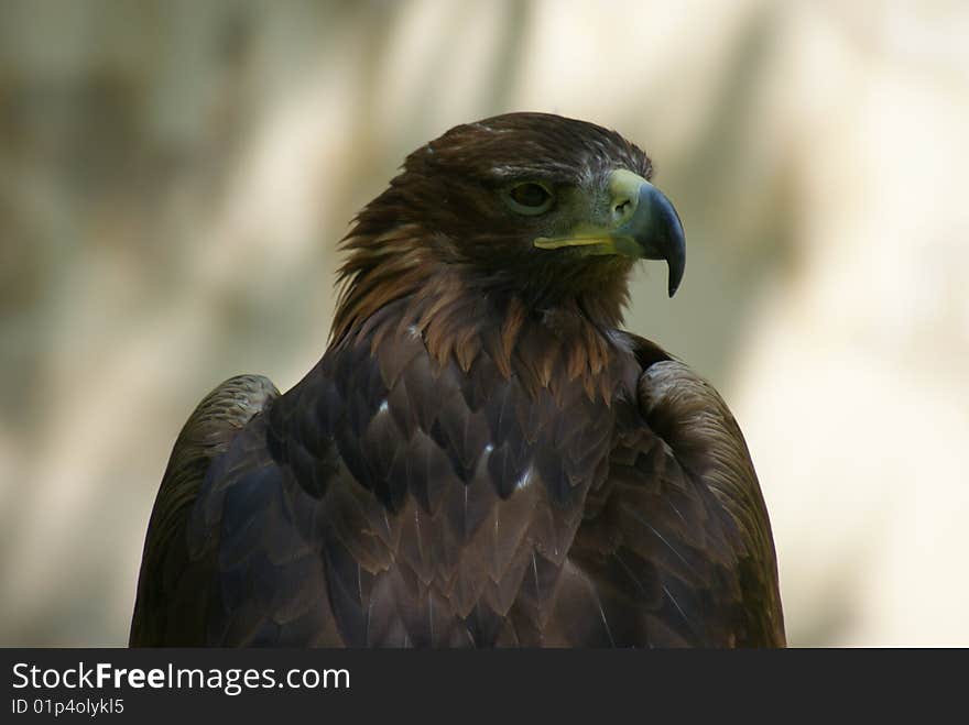 Eagle waiting for prey