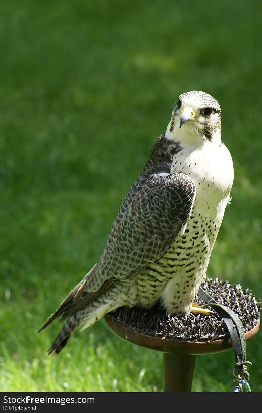 Hawk observing prey in a field. Hawk observing prey in a field