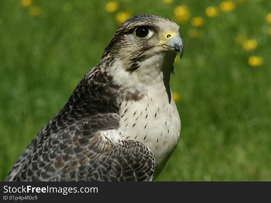 Hawk watching landscape