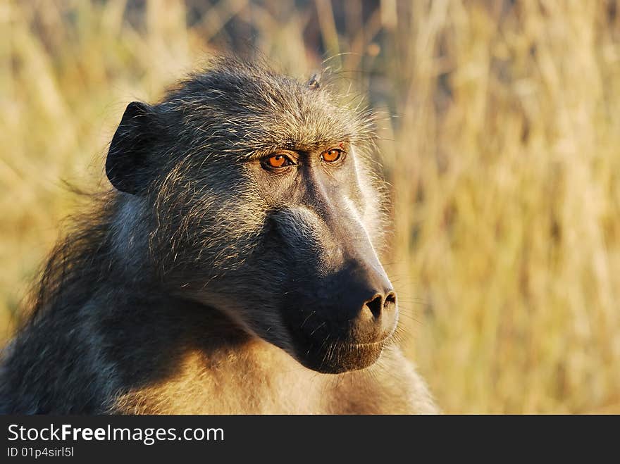 The Chacma Baboon (Papio ursinus), also known as the Cape Baboon, is, like all other baboons, from the Old World monkey family (South Africa).