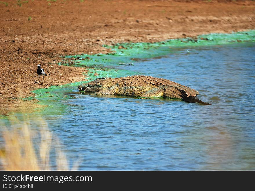 The Nile crocodile is the largest crocodilian in Africa and is sometimes regarded as the second largest crocodilian after the Saltwater crocodile (South Africa). The Nile crocodile is the largest crocodilian in Africa and is sometimes regarded as the second largest crocodilian after the Saltwater crocodile (South Africa).