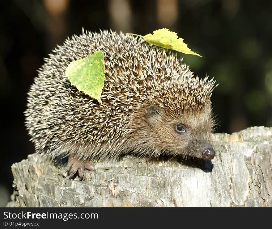 Hedgehog on the stump over the dark background