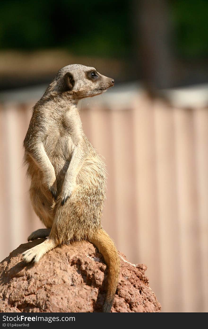 This is a picture of a surikata sitting on the stone.