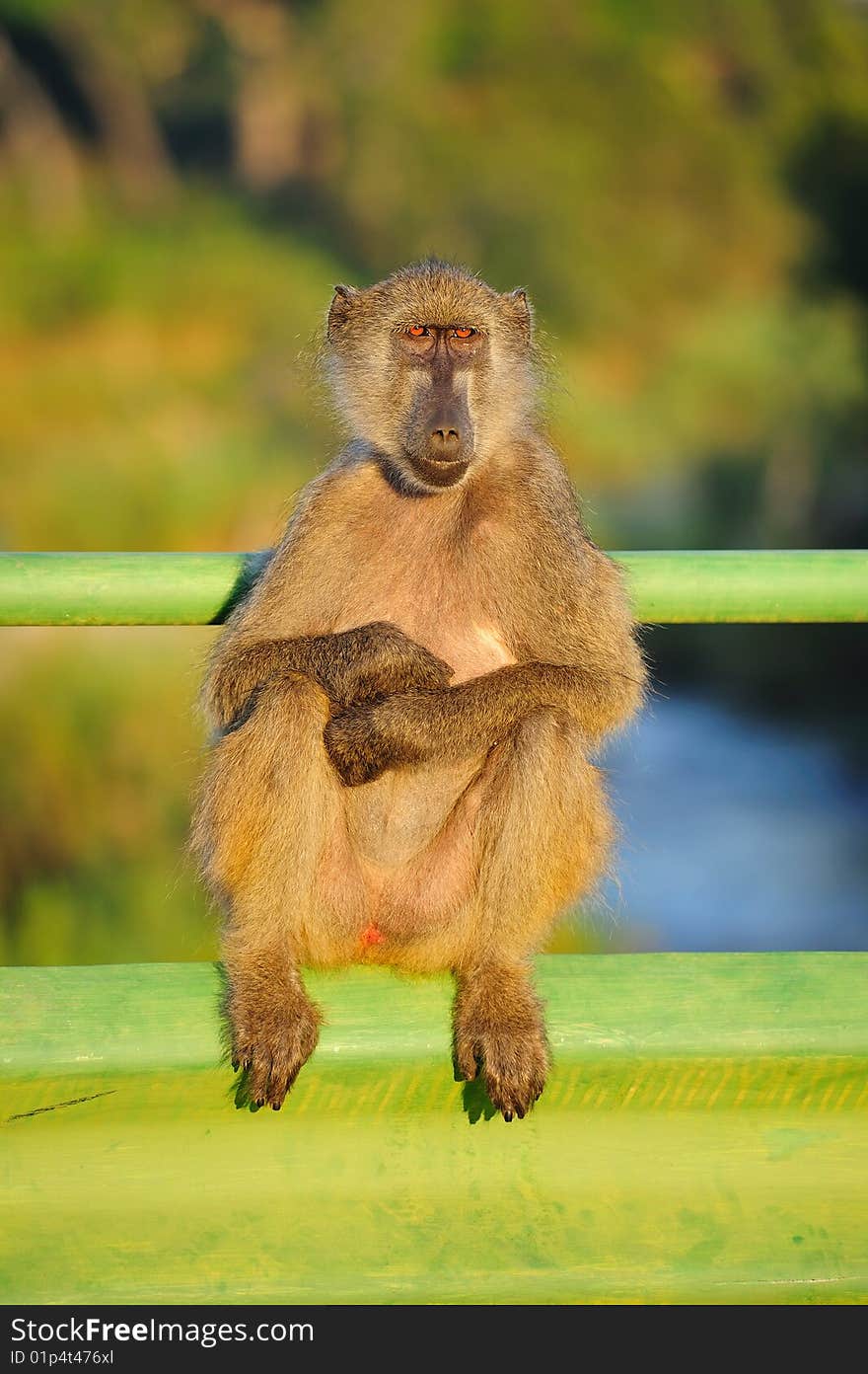 The Chacma Baboon (Papio ursinus), also known as the Cape Baboon, is, like all other baboons, from the Old World monkey family (South Africa).