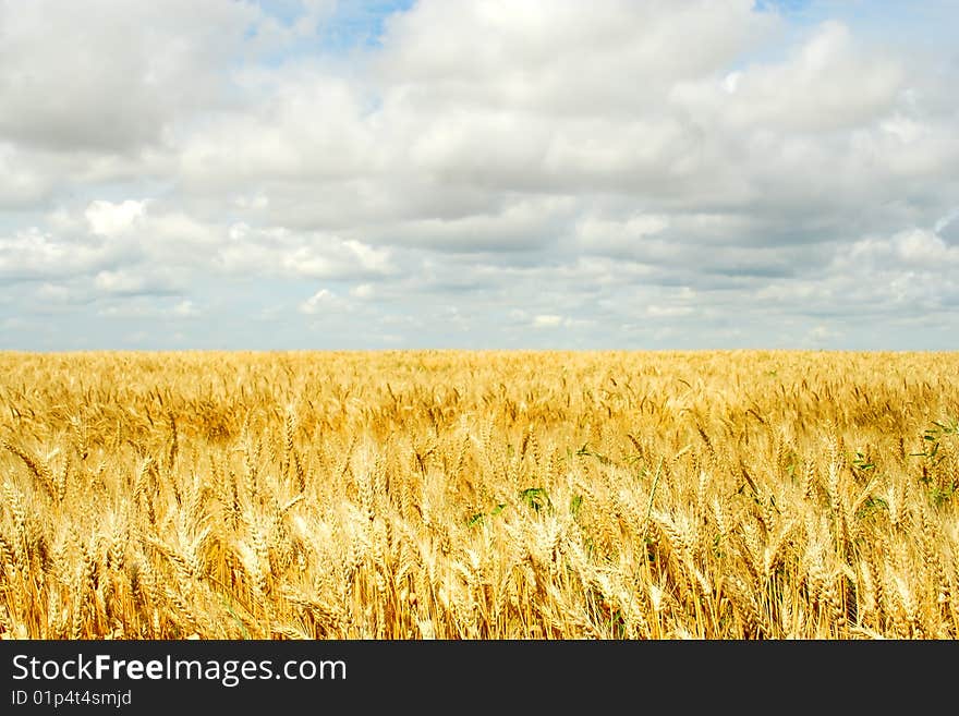 Wheat Field