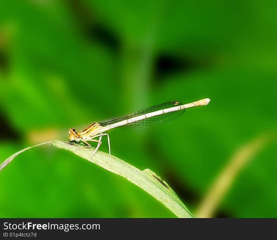 Dragonfly on the  blade over the green background