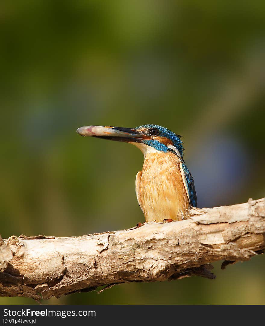 Halcyon with fish in the beak over the green background